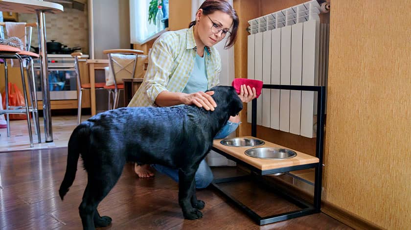 Pet Proofing New House