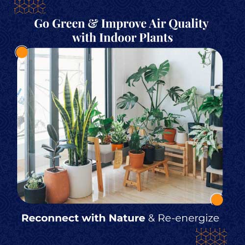 Plants Improve Air Quality