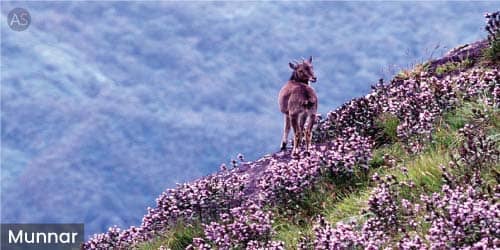 Neelakurinji and Nilgiri Tahr View at Munnar