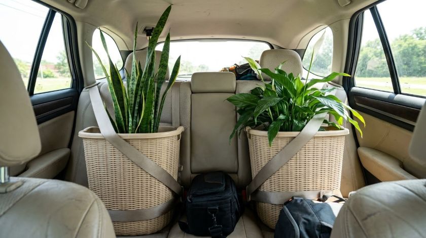Tall potted plants secured upright in laundry baskets on a car back seat with seat belts