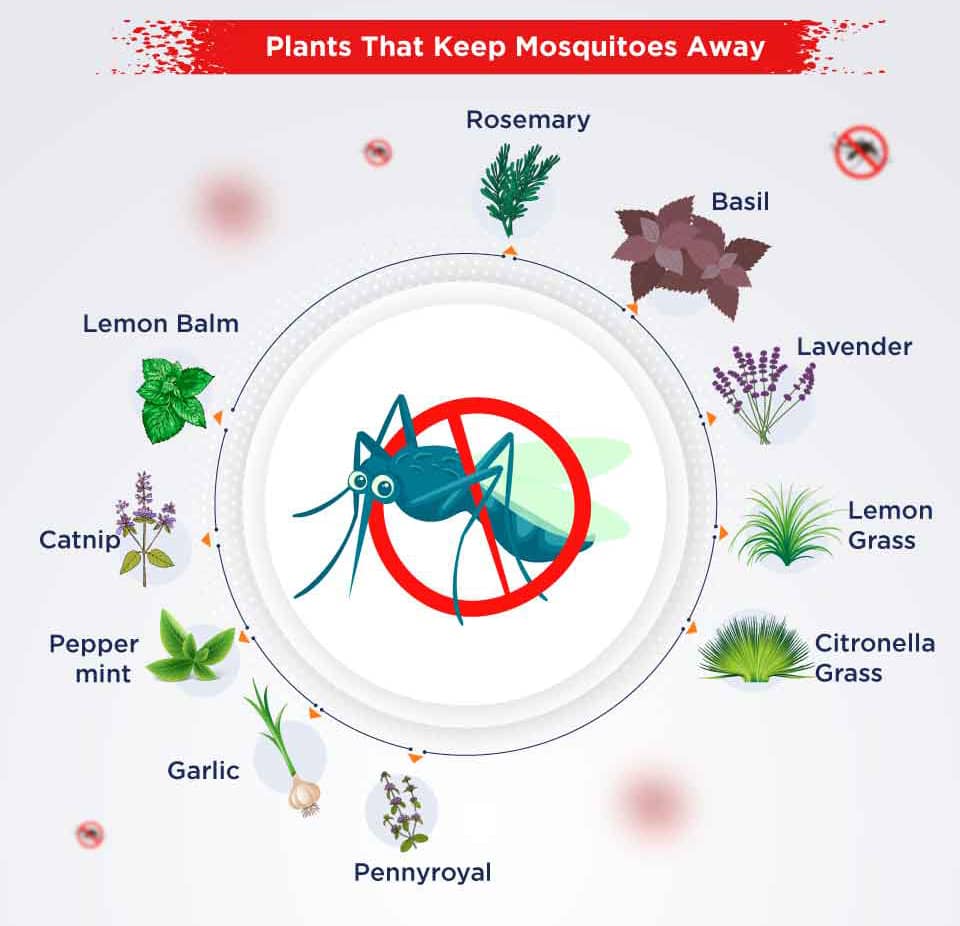 House Plants Keeping Mosquitoes Away Infographic