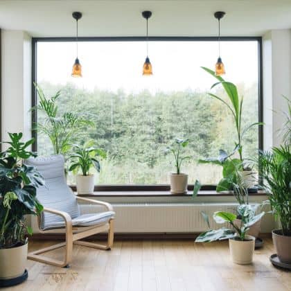 indoor-plant-bonsai-tree