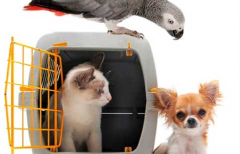 Move-My-Box-Packers-Movers-Pet-Relocation.jpg