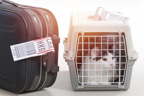 21st-century-relocation-pet-moving