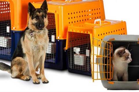 Abhishek-Packers-Movers-Pet-Relocation.jpg