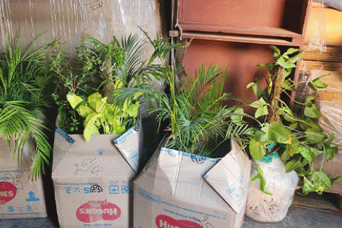 JDR Relocations Plants Packing