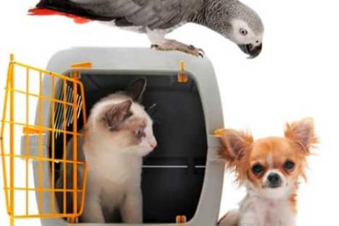 Move-My-Box-Packers-Movers-Pet-Relocation.jpg