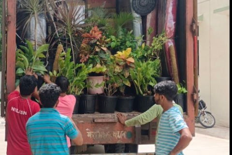 Paradise-packers-and-movers-plant-relocation