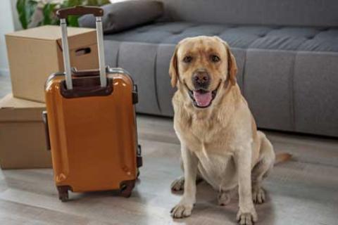The-Best-Packers-Movers-Kolkata-Pet-Shifting.jpg