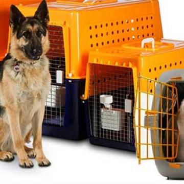 Abhishek-Packers-Movers-Pet-Relocation.jpg