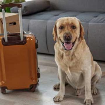 The-Best-Packers-Movers-Kolkata-Pet-Shifting.jpg