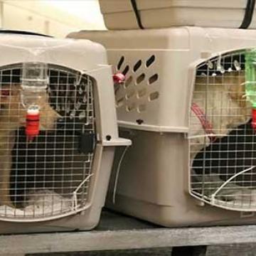 United-Relocation-Storage-Pet-Relocation.jpg